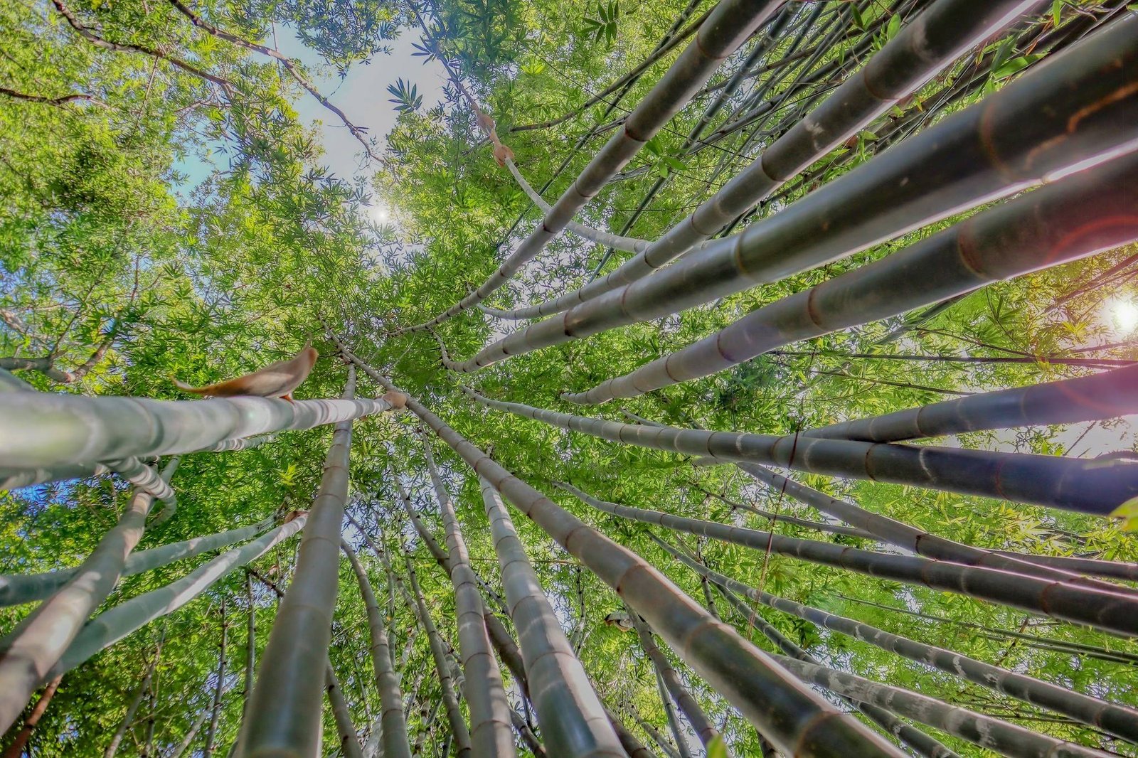 Bosque de bambúes en Jardín Huayacán