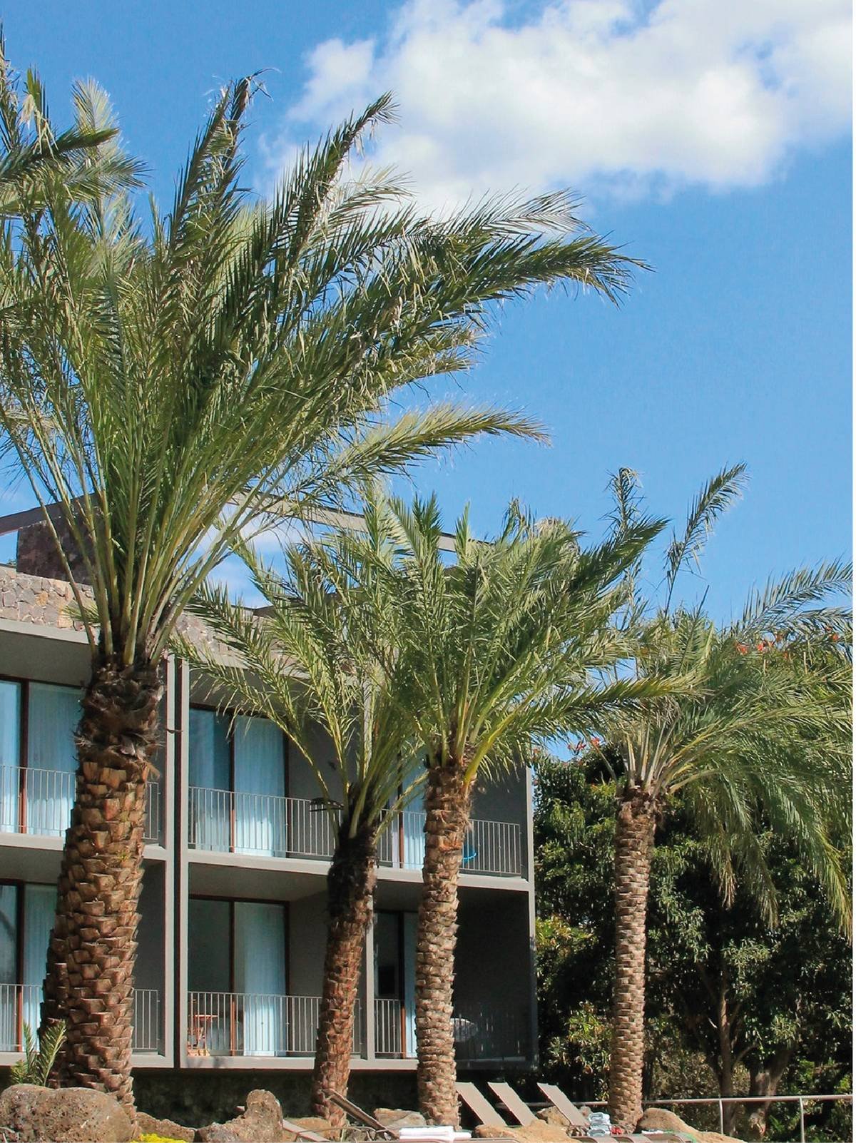 Palmeras de la piscina