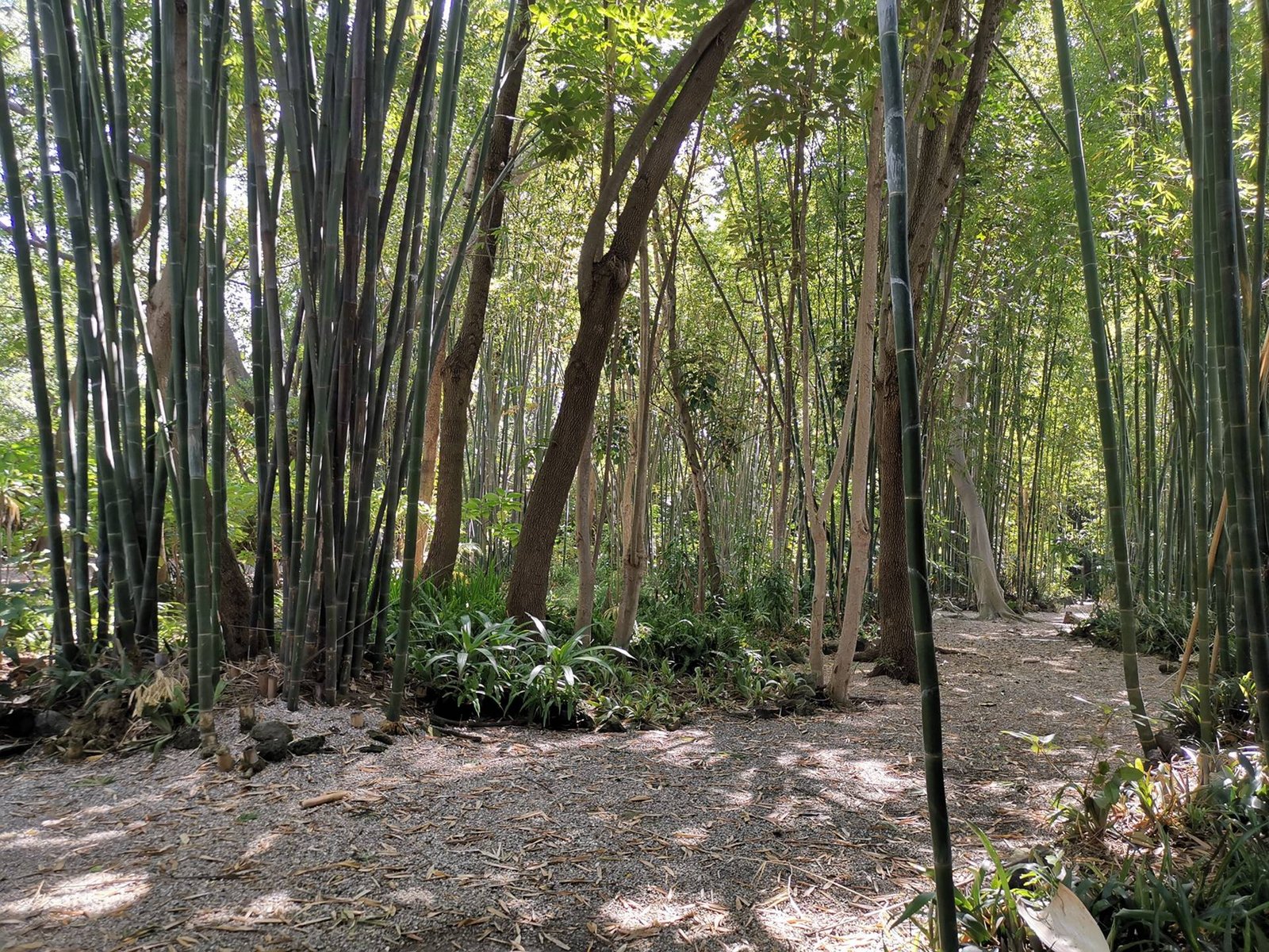 Bosque de bambúes en Casa Agua